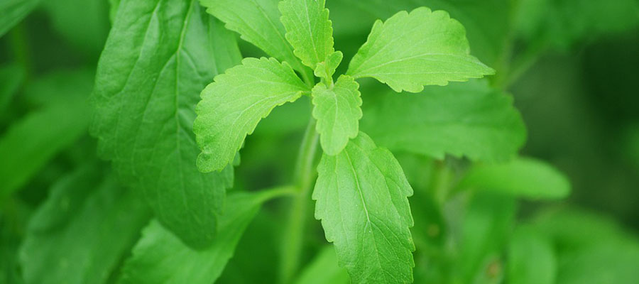 Stevia outpaces aspartame in new product launches